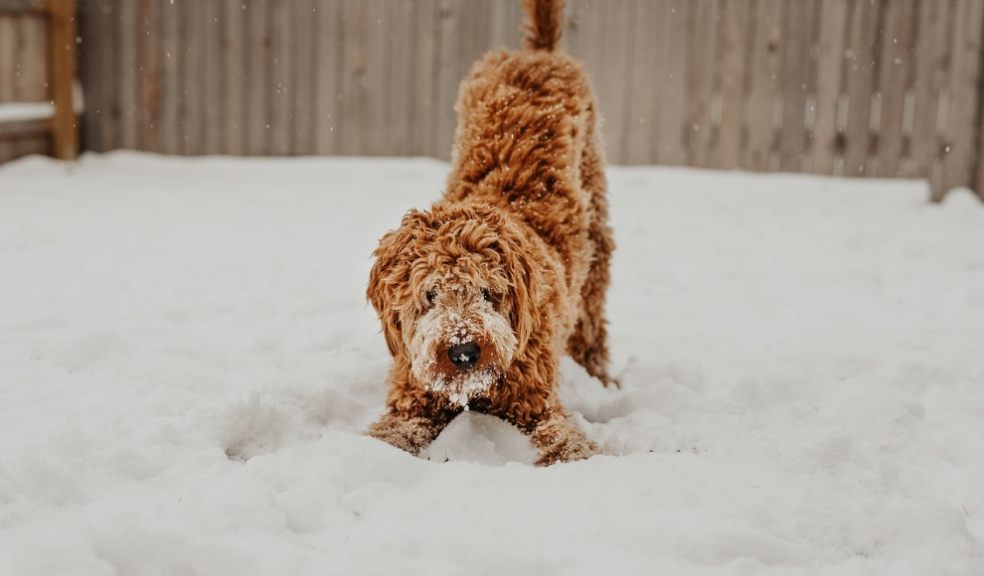 Keep pets warm in frosty conditions