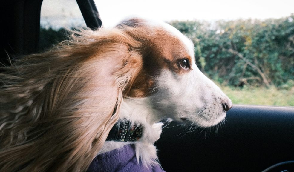 Dog owners who let their pets hang out of their car windows could face a hefty fine this summer.