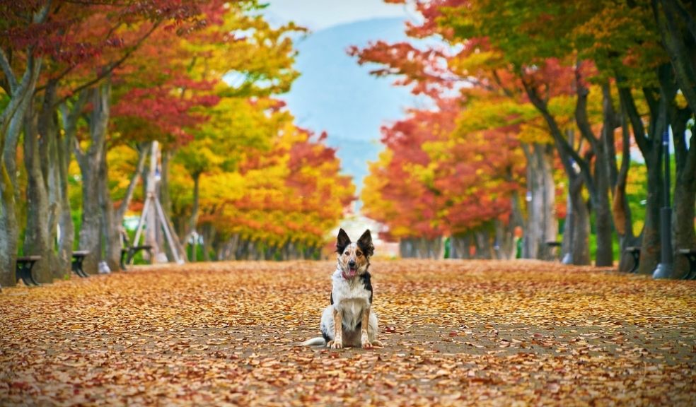 Acorns could pose a risk to their furry friends.