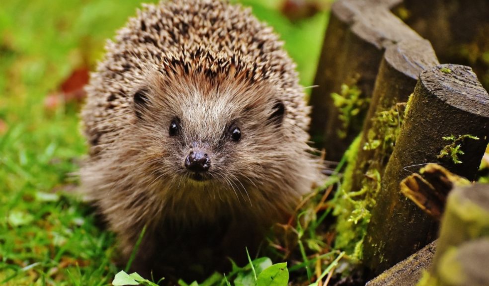 How to help a hibernating hedgehog