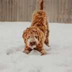 Keep pets warm in frosty conditions