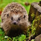 How to help a hibernating hedgehog