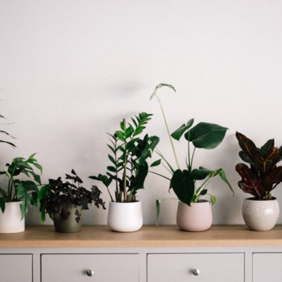 Caring for your house plants this winter