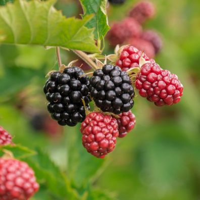 blackberries, fruit, bush