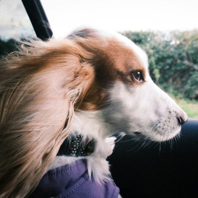 Dog owners who let their pets hang out of their car windows could face a hefty fine this summer.