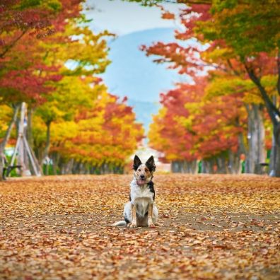 Acorns could pose a risk to their furry friends.